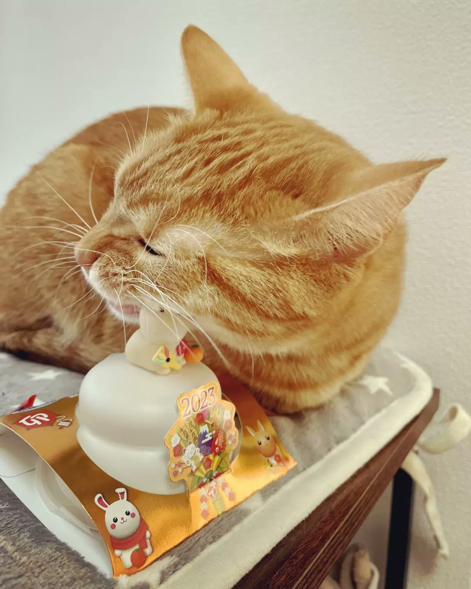 ChitaroL's tweet photo. Day.1205
ウサギを頭からカジるタイプの猫🤣
今年もよろしくお願いいたします😸

#猫好きさんと繋がりたい #猫 #マンチカン #茶トラ #cats #CatsOfTwitter #ginger #足長 #頭からいくタイプ https://t.co/L4XmqcP2wB