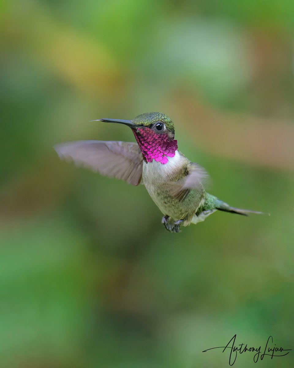 The Amethyst Woodstar 
Calliphlox amethystina
#ALhummingbirdinflight
Brazil
Sony A1 - Sony 600mm

#AmethystWoodstar #woodstar #hummingbird #nuts_about_birds #earthcapture #nature #hummingbirds #natgeoyourshot #hummingbirdsofbrazil #naturephotography #sonya1 #sony600mm #sony600...