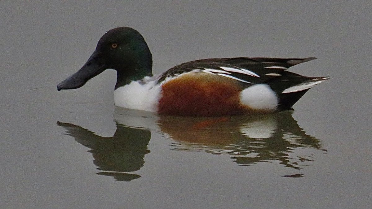 CurlewCrazy's tweet photo. Day #365 of #LocalBigYear #BirdwatchExtra; a beautiful Shoveler at #uptonwarren’s Moors @WorcsWT @Natures_Voice @RSPBEngland @WestMidBirdClub @RSPBbirders @BTO_Worcs @upstarts1979 @WorcsBirding @_BTO https://t.co/Z5gBAXh0bv