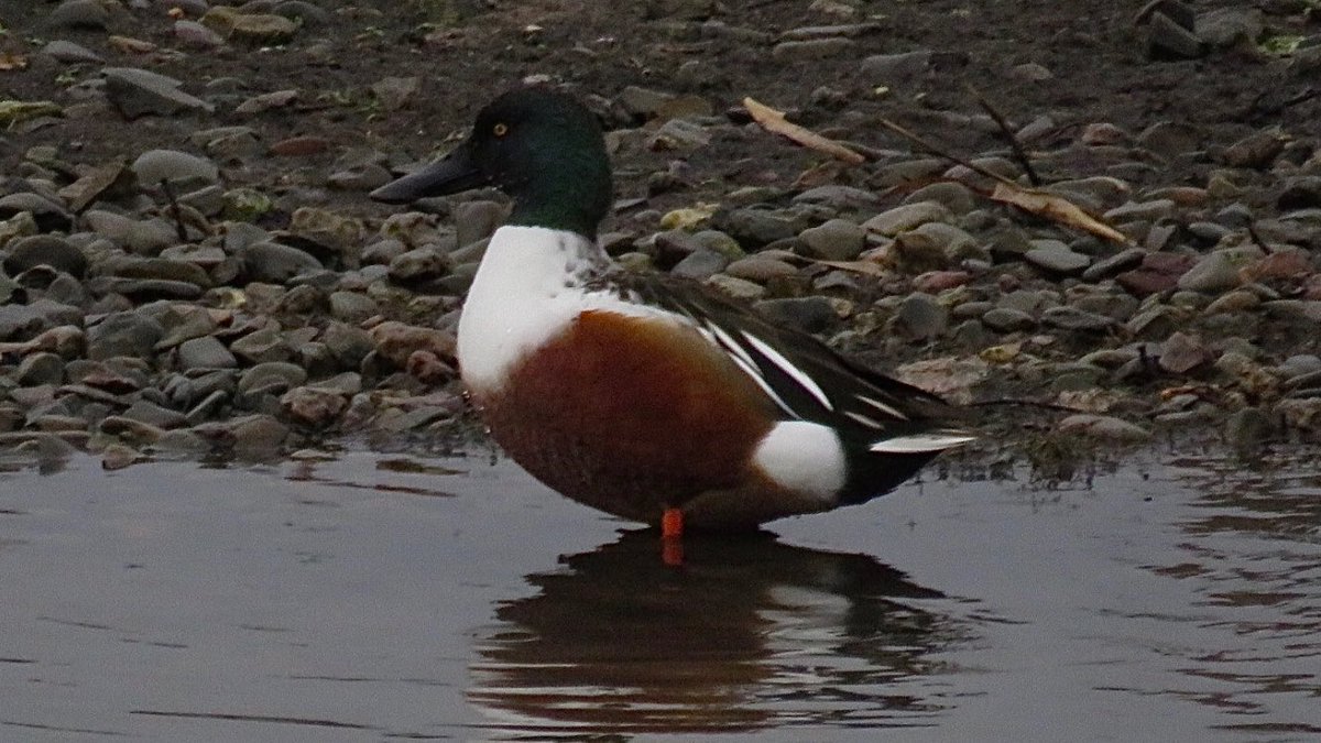 CurlewCrazy's tweet photo. Day #365 of #LocalBigYear #BirdwatchExtra; a beautiful Shoveler at #uptonwarren’s Moors @WorcsWT @Natures_Voice @RSPBEngland @WestMidBirdClub @RSPBbirders @BTO_Worcs @upstarts1979 @WorcsBirding @_BTO https://t.co/Z5gBAXh0bv