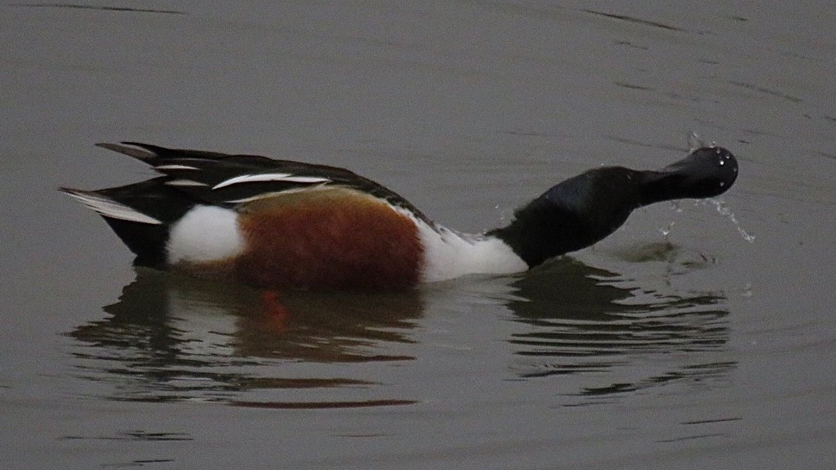CurlewCrazy's tweet photo. Day #365 of #LocalBigYear #BirdwatchExtra; a beautiful Shoveler at #uptonwarren’s Moors @WorcsWT @Natures_Voice @RSPBEngland @WestMidBirdClub @RSPBbirders @BTO_Worcs @upstarts1979 @WorcsBirding @_BTO https://t.co/Z5gBAXh0bv