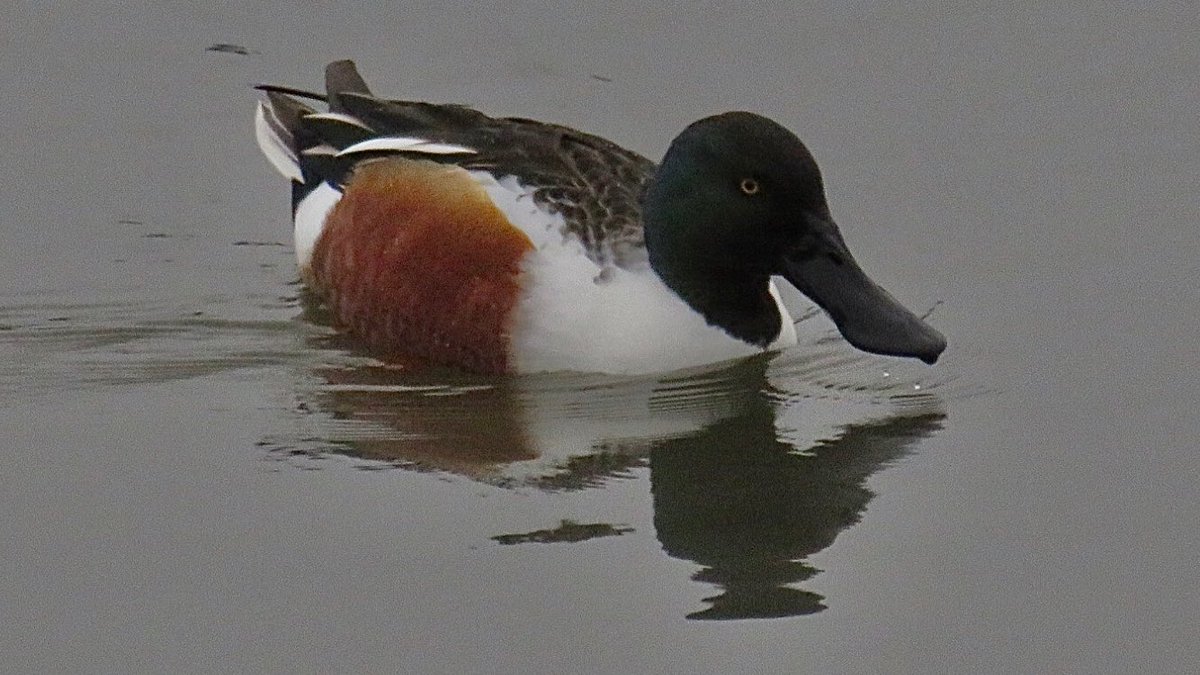 CurlewCrazy's tweet photo. Day #365 of #LocalBigYear #BirdwatchExtra; a beautiful Shoveler at #uptonwarren’s Moors @WorcsWT @Natures_Voice @RSPBEngland @WestMidBirdClub @RSPBbirders @BTO_Worcs @upstarts1979 @WorcsBirding @_BTO https://t.co/Z5gBAXh0bv
