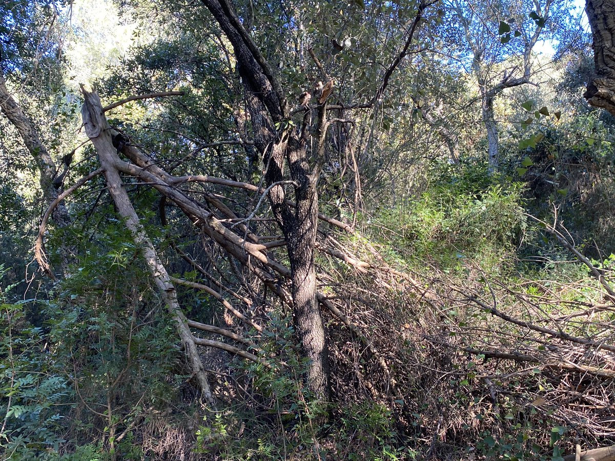 cargol_poater's tweet photo. La darrera feina de l'any: una branca de pi esqueixada probablement per la nevada de març del 2010, abans i després. 🌲🪓❄️ #CanPi #Gavarres https://t.co/eoumGnHPxf