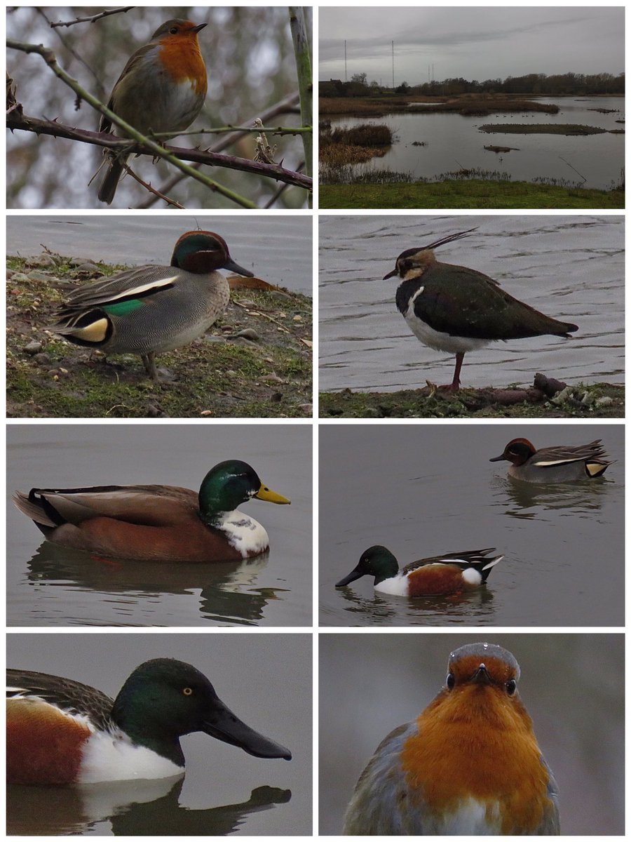 CurlewCrazy's tweet photo. Day #365 of #LocalBigYear #BirdwatchExtra; other feathered highlights spent at #uptonwarren’s Moors @WorcsWT @Natures_Voice @RSPBEngland @WestMidBirdClub @RSPBbirders @BTO_Worcs @upstarts1979 @WorcsBirding @_BTO @waderquest https://t.co/e7o6qHXdYf