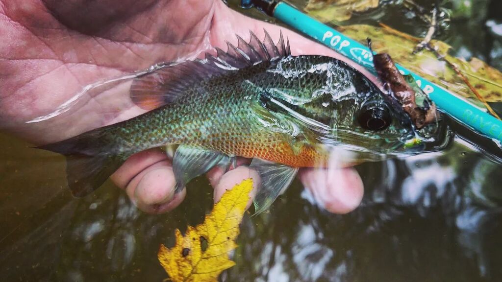 TenkaraAngler's tweet photo. The beauty of this fish is underrated.
#tenkara #γγ³γ«γ© #fixedlineflyfishing #flyfishing #γγ©γ€γγ£γγ·γ³γ° #trout #γγ©γ¦γ #panfish #ζΈζ΅ι£γ #ζΊζ΅ #ζΊζ΅ι£γ #kebari #ζ―ι€ #instamood #instagood #fishing #flytying #redbeast https://t.co/JmuxZtbq9Z https://t.co/QGi6qrAzPb