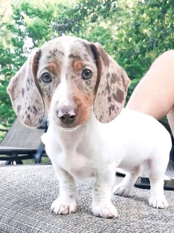 Cute or not??🥰
#Dachshund #Dachshunds