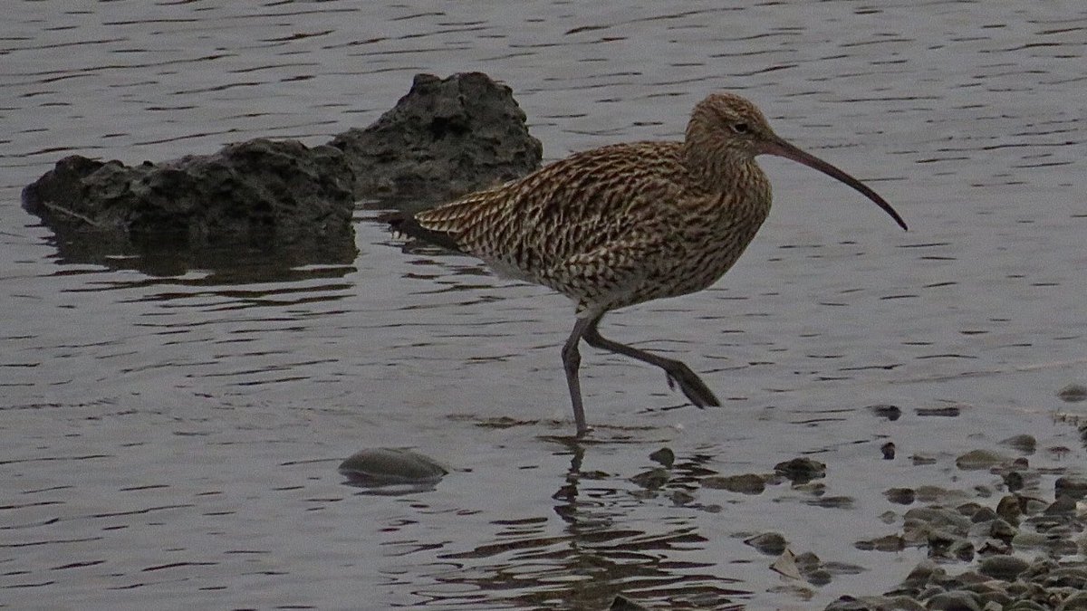 CurlewCrazy's tweet photo. Day #365 of #LocalBigYear #BirdwatchExtra; I’ve seen this gang of 8 more than any other bird at #uptonwarren’s Moors; so lucky to have them @WorcsWT @Natures_Voice @RSPBEngland @WestMidBirdClub @RSPBbirders @BTO_Worcs @upstarts1979 @WorcsBirding @_BTO @waderquest @CurlewAction https://t.co/Sthn3pzn0Y