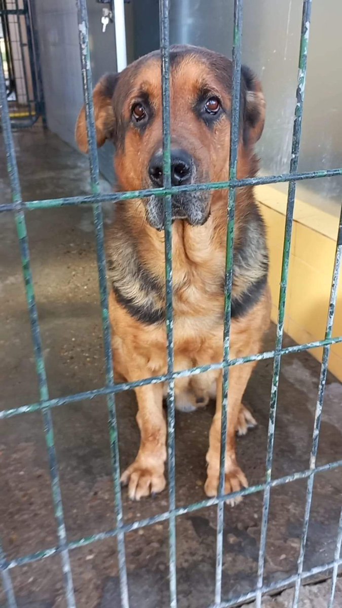 silvia mensegar tweet media