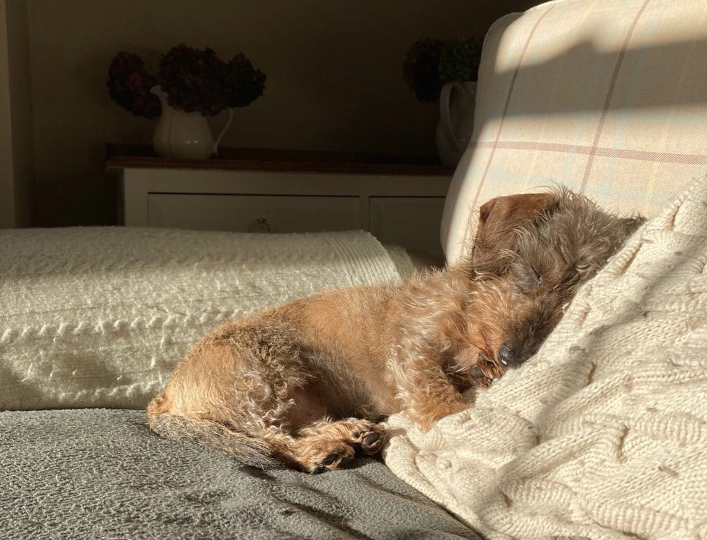 My humums fave 2022 photo of me. I’m entitling it, bliss in the winter sun. Sending New Years snogs to you all and thinking of those who
have lost someone this year. 2023 please bring good health, love and lots of snacks to all my pals ❤️ Loves ya