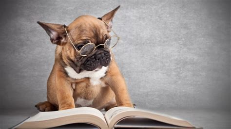 Fluency_path's tweet photo. How often do you read?

#mbooks #readerscommunity #books @ilzeherholdt18 @Kaitlyn14561945 @JessFabulous85 @selene_cold @JolynJohn33 @AKKojak @KONEKO2793 @EcksteinBeca @olhosdecristal @iszykat918 @jgmacleodauthor https://t.co/ojTHBy1rr0