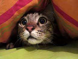 CatRelief's tweet photo. Just a friendly reminder from your kitty:
"It could get really loud and really rowdy at our house (or outside/next door)...
https://t.co/cplvFZM3pN
#NewYearsEve #SocialSaturday #GuildwoodCatRelief #CatRescue #AdoptDontShop #CatsOfInstagram #CatsOfTwitter #Guildwood #ScarbTO #Cats https://t.co/dCeifY3p8D