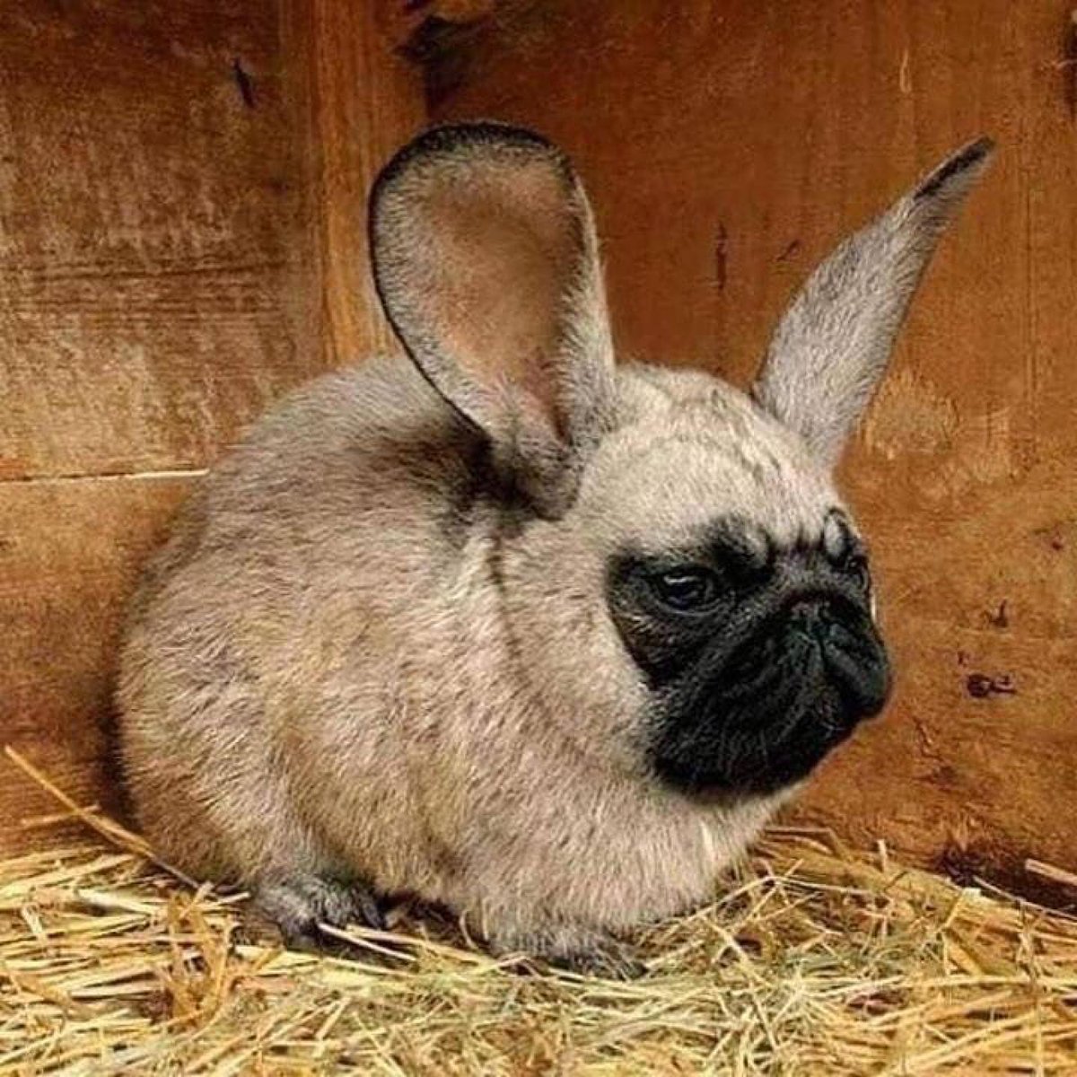 pugdog_'s tweet photo. Who love this #pug 
#dog #puppy #Pugdoge 🥰 https://t.co/gJsZO7tqZm
