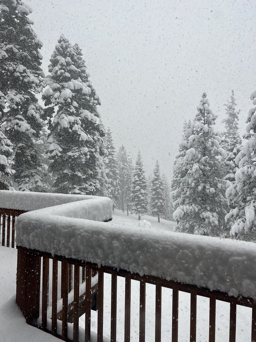 Marco d'Amore tweet media