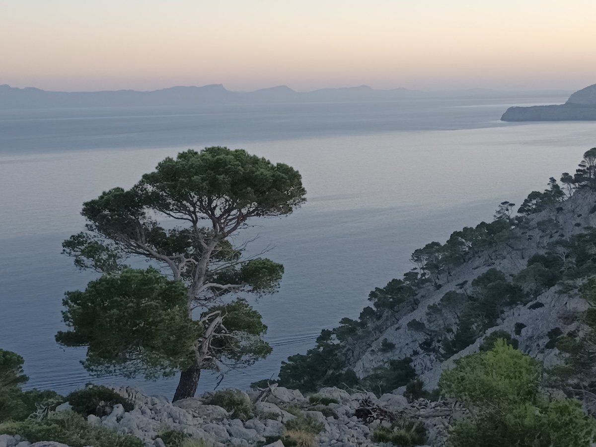 nturull's tweet photo. 'Mon cor estima un arbre! Més vell que l'olivera,
més poderós que el roure, més verd que el taronger.
Conserva de ses fulles l'eterna primavera
i lluita amb les ventades que atupen la ribera
com un gegant guerrer.'
#ElPideFormentor #Mallorca #CapdeFormentor #CapdAny https://t.co/0Q43M7eh4t