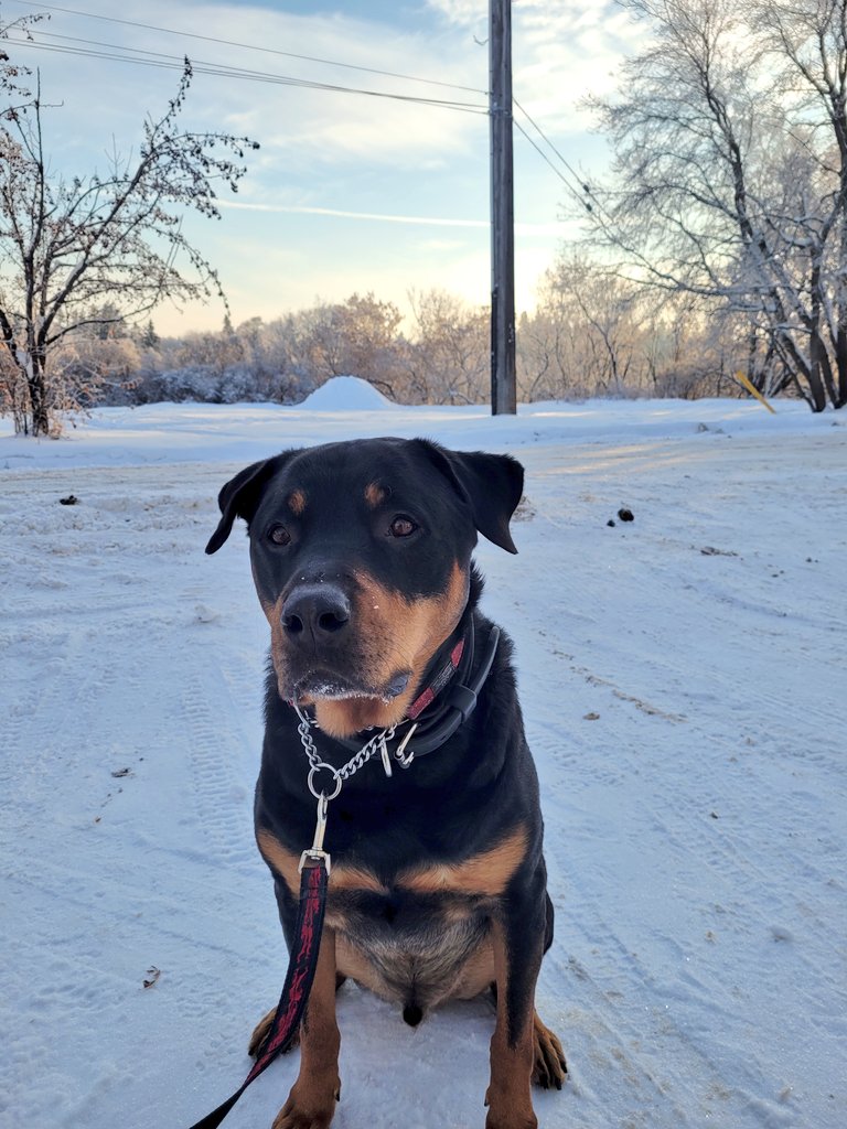 servicerotties's tweet photo. It was beautiful and calm this morning! But tonight there will be loud bangs. I don't mind fireworks but many dogs find them terrifying. 

Here's a 🧵to help them cope.
1. It's too late to counter condition a dog for tonight. Start next week to prepare for July events.

1/ https://t.co/6jgXLDBytt