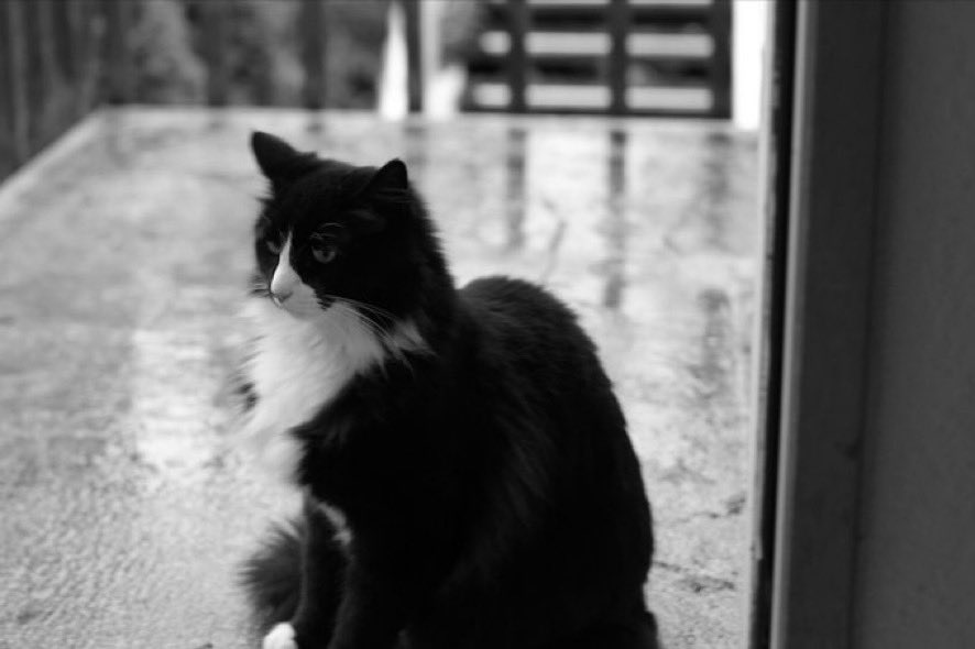 HenriLeChatNoir's tweet photo. The rain falls whether we choose to stand in it or not. So it is with ennui. 

Happy new year. https://t.co/378RVVFuL6