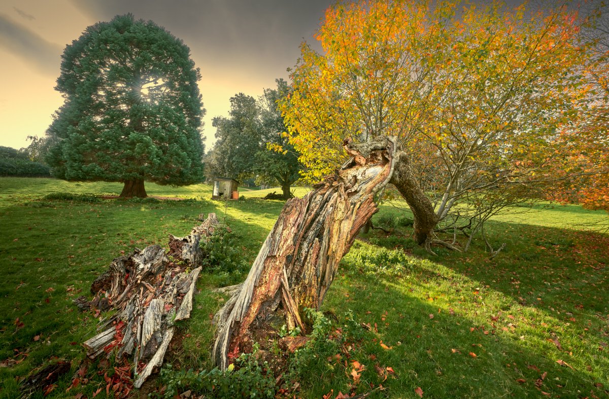MatthewJThomas_'s tweet photo. Found on a farm in Udimore, this was once the largest Wild Service Tree left in Britain - now collapsed but still surviving as a shattered fragment. Wild Service are usually confined to ancient and undisturbed primary woodland and rarely reproduce from seed in today's climate. https://t.co/TvtBztLEDq