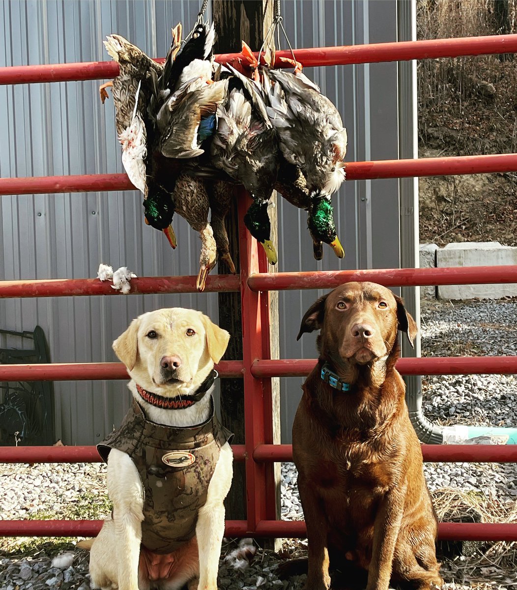 DMullinsfishing's tweet photo. Daughter and daddy time
#labradorretriever #labrador #froggtoggs #waterfowl #duckdog #easttnduckhunting #easttnwaterfowl #duckhunting #tnducks #floodedrice #floodedcorn #waterfowlphotography #duckphotography #fowlhabitsfarm #fowlhabits #avianxdecoys #bossshotshells https://t.co/QT1rmqMYQR