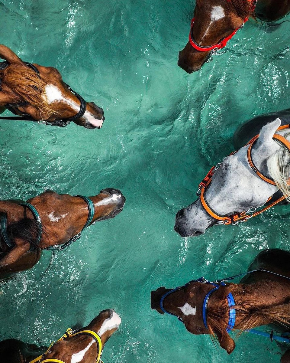 arab11__'s tweet photo. The abbreviation of beauty is horse and sea https://t.co/GFnci4OyBN