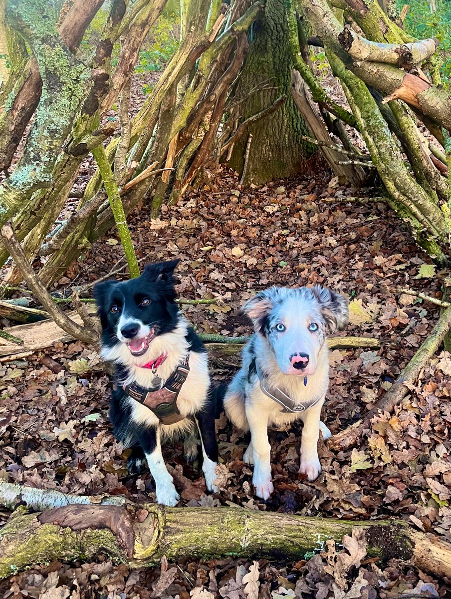Happy new year from me &amp; my 2 🐶🐶 #HappyNewYear #bordercollie #dogsoftwitter