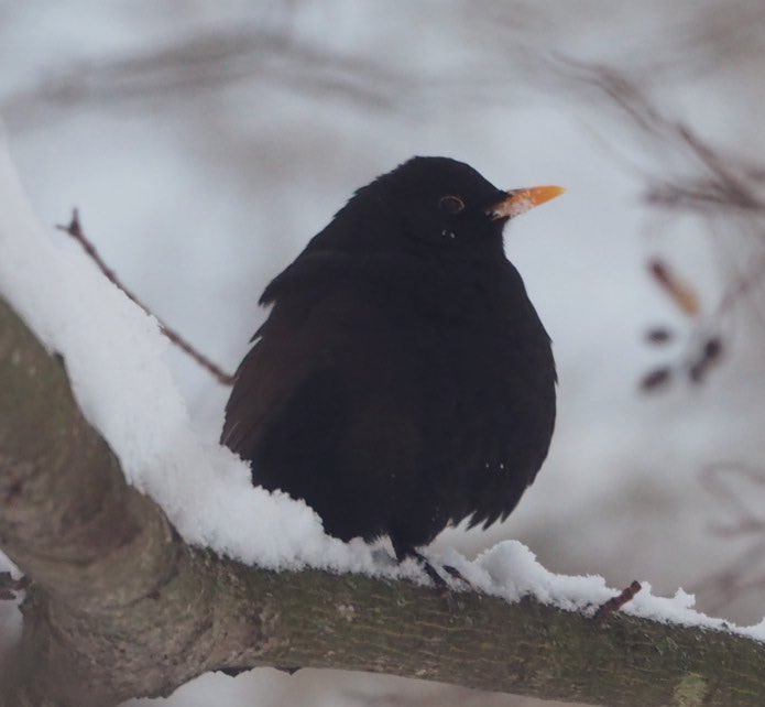 2022 lintuhavainnot: 1. mustarastas, 107. fasaani, välissä kaikkea siltä väliltä, mm sitruunavästäräkki. Huomenna aloitus taas 0. Tosi kiva ja opettavainen uusi harrastus, suosittelen kaikille! Välinehankinnat: kiikarit Prismasta. #100lintua2023 #outdoor #100lintua2022  <a href="/laantila/">Lassi Antila</a>