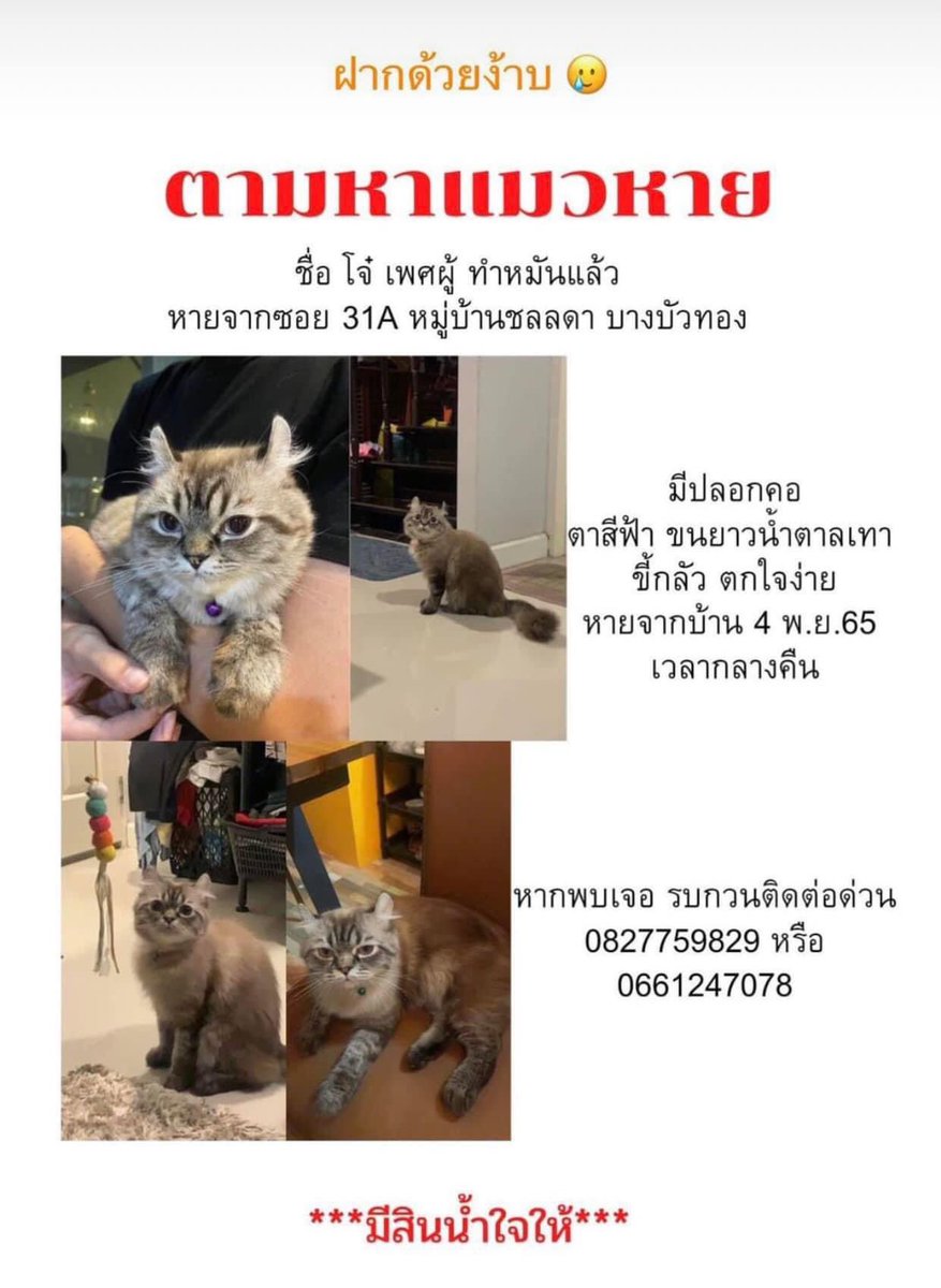 Nnattamonwst's tweet photo. ตามหาน้องแมว น้องหายไปจะสองเดือนแล้วค่ะ #แมวหาย https://t.co/UeN448iGxl