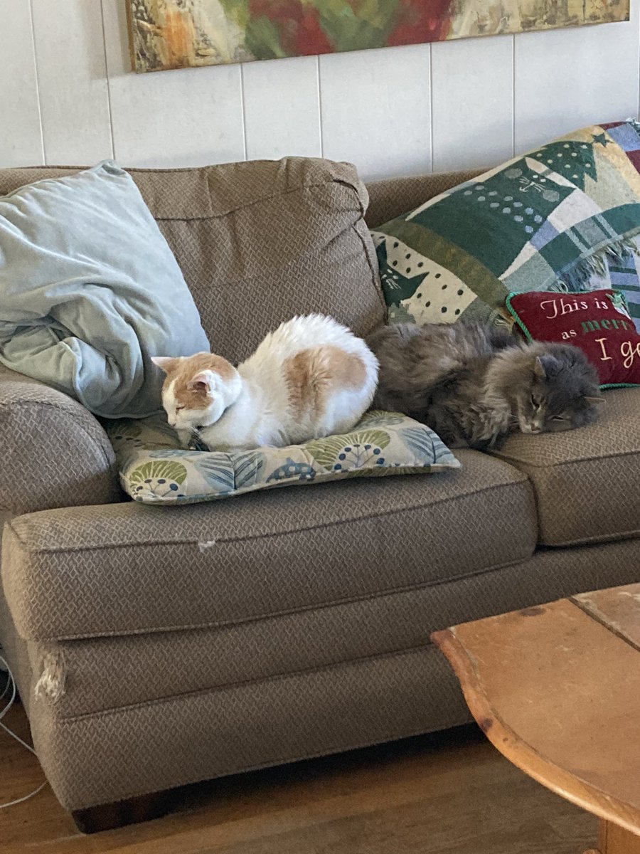 Me &amp; my bro Crash <a href="/CrashTheFloof/">Crash</a> plan to 💤💤💤💤 until next year 😹😸😹#HappyNewYear