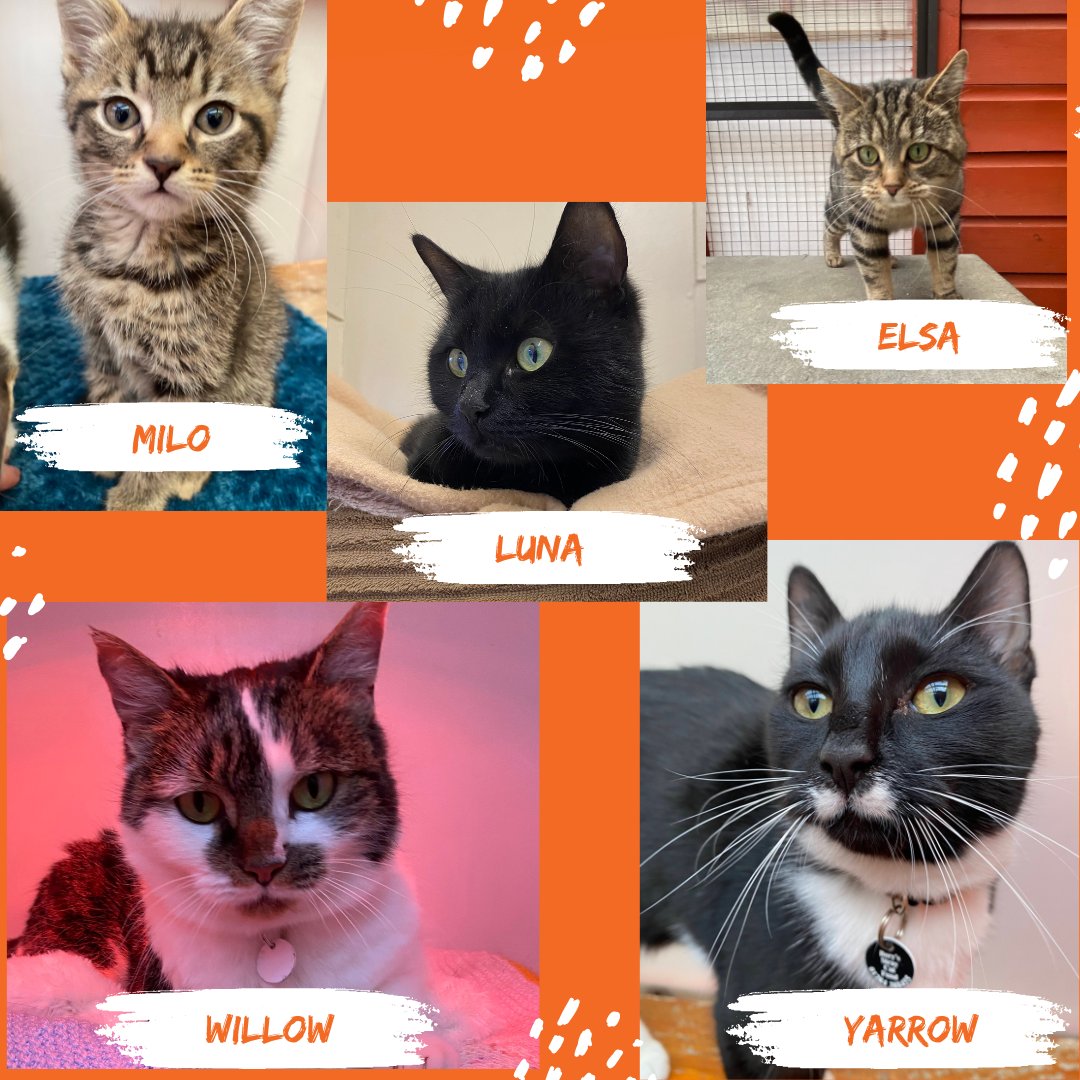 Bury’s Stray Cat Fund tweet media