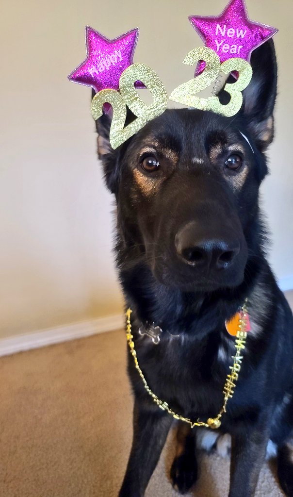 HowlTheShep's tweet photo. 🥂Happy New Year!🎊 https://t.co/XSKaBZS0NU