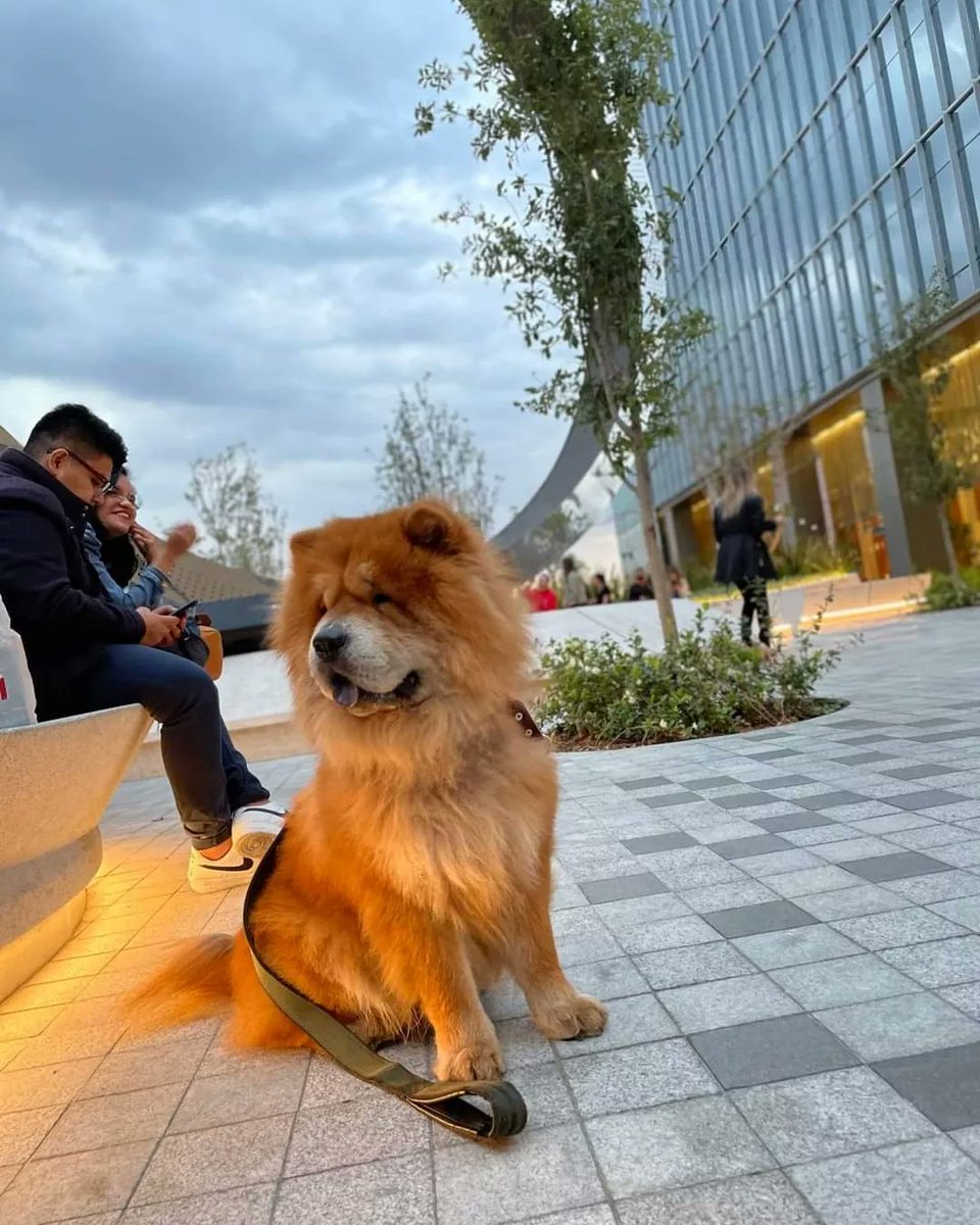fundacion_j's tweet photo. KUMA se perdió el día 28 de diciembre por la cervecería modelo en Polanco, alrededor de las 9:30 pm. Ofrezco recompensa!! Es un chow chow cafe talla mediana y solo tenía un collar café de cuero. 
- 5545513693
-56 3023 4880
Nos ayudan a compartir?!
#cdmx #chowchowperdido https://t.co/BY3kgVM2v9