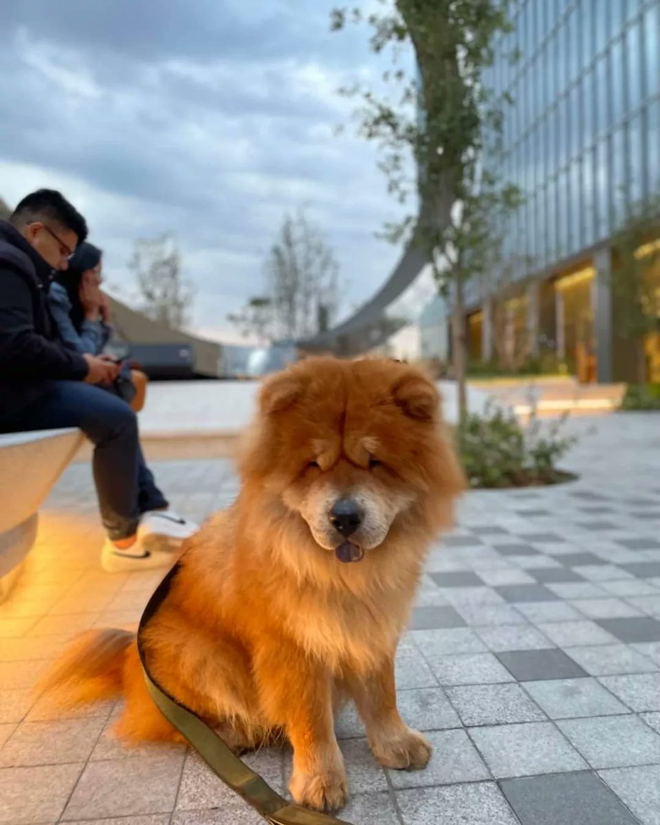 fundacion_j's tweet photo. KUMA se perdió el día 28 de diciembre por la cervecería modelo en Polanco, alrededor de las 9:30 pm. Ofrezco recompensa!! Es un chow chow cafe talla mediana y solo tenía un collar café de cuero. 
- 5545513693
-56 3023 4880
Nos ayudan a compartir?!
#cdmx #chowchowperdido https://t.co/BY3kgVM2v9