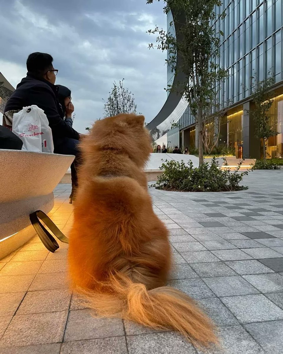 fundacion_j's tweet photo. KUMA se perdió el día 28 de diciembre por la cervecería modelo en Polanco, alrededor de las 9:30 pm. Ofrezco recompensa!! Es un chow chow cafe talla mediana y solo tenía un collar café de cuero. 
- 5545513693
-56 3023 4880
Nos ayudan a compartir?!
#cdmx #chowchowperdido https://t.co/BY3kgVM2v9