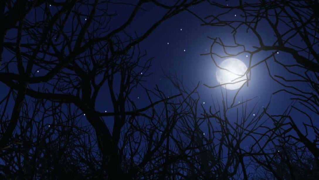 quotingkavanagh's tweet photo. And there was the shadow of a tree,
Ghostly among the stars
The years that pass…

Happy New Year Everyone. https://t.co/TaYMXDq7uh