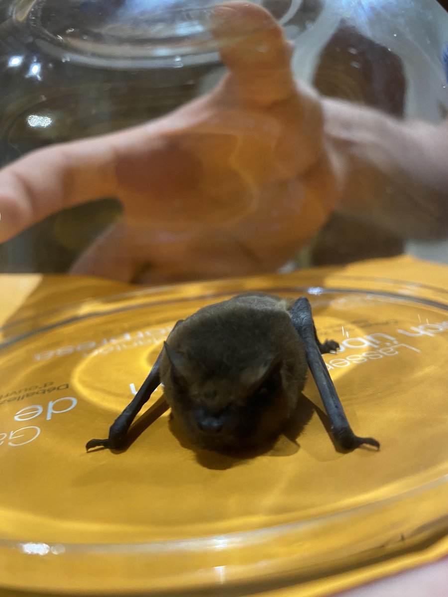 Vapourologist tweet media