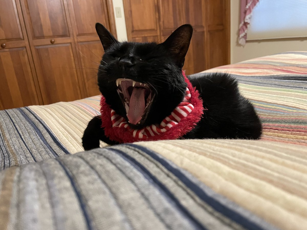 KevinEckhoff's tweet photo. @thechrisbarron #Caturday #yawn #naptime https://t.co/ik4Gh4VRmr