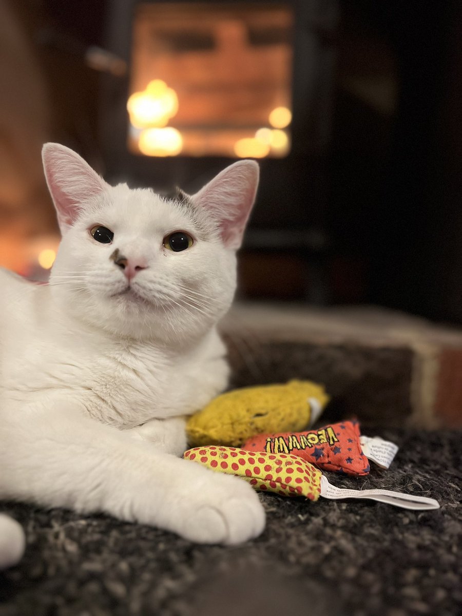 nicolaruth1's tweet photo. Purrfect Saturday night #nye #NYEEdition https://t.co/dYfX48ugUD