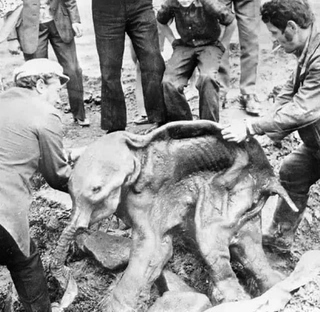 sattology's tweet photo. First well preserved carcass of a #woolly mammoth discovered in north-eastern #Siberia in 1977. The 7 month old baby, named , #Dima died around 40,000 years ago. #Mythologists suffering from #Abrahamism say that the world started 6000 years ago. #FactsMatter #FactsNotFear #Truth https://t.co/9VeOW4ZAPQ