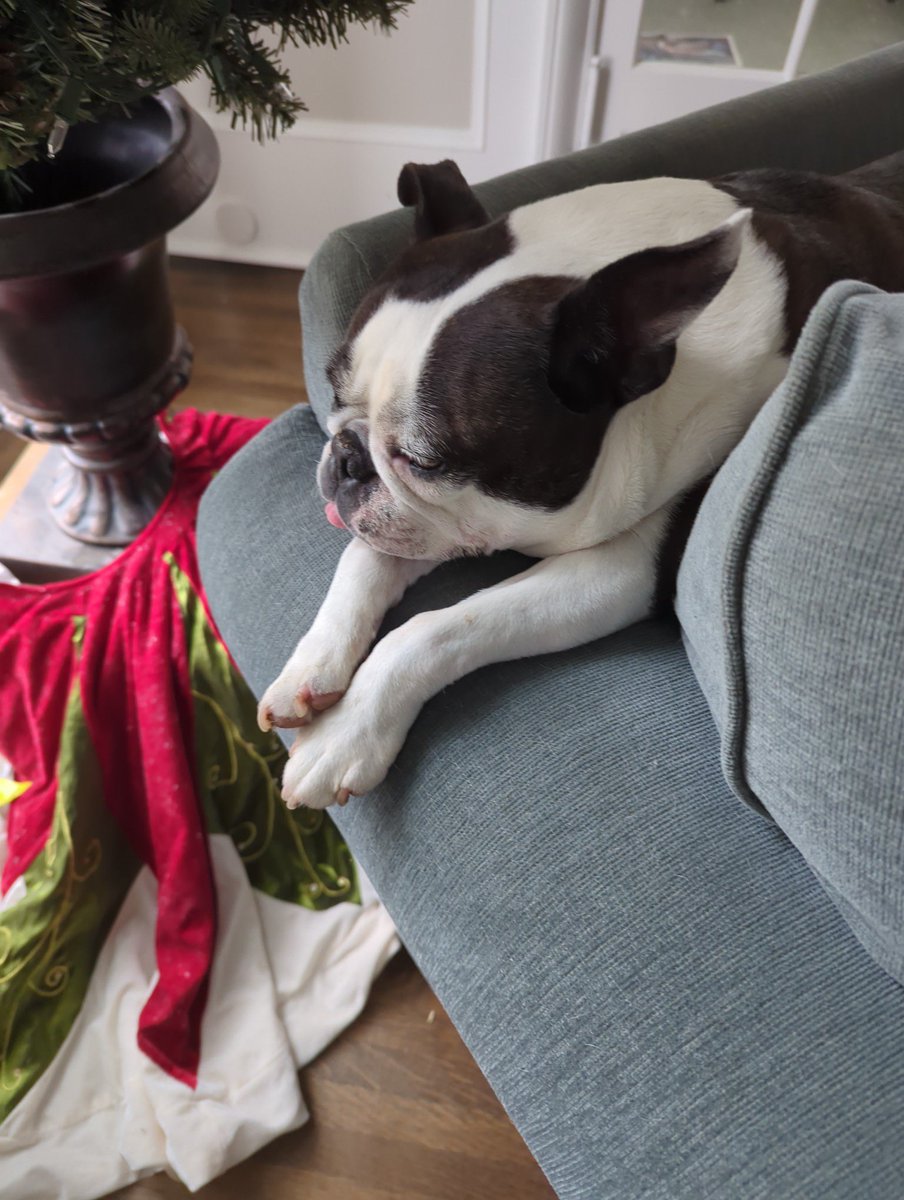 snakearm31's tweet photo. @Dogofthe_ Max is waiting to ring in the New Year! https://t.co/7a8YW0z8Y1