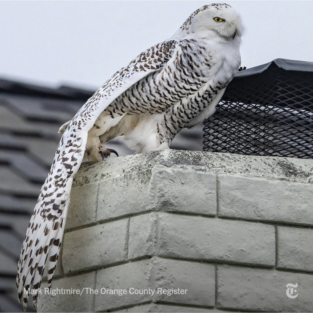 The New York Times on Twitter "An extremely rare snowy owl made a