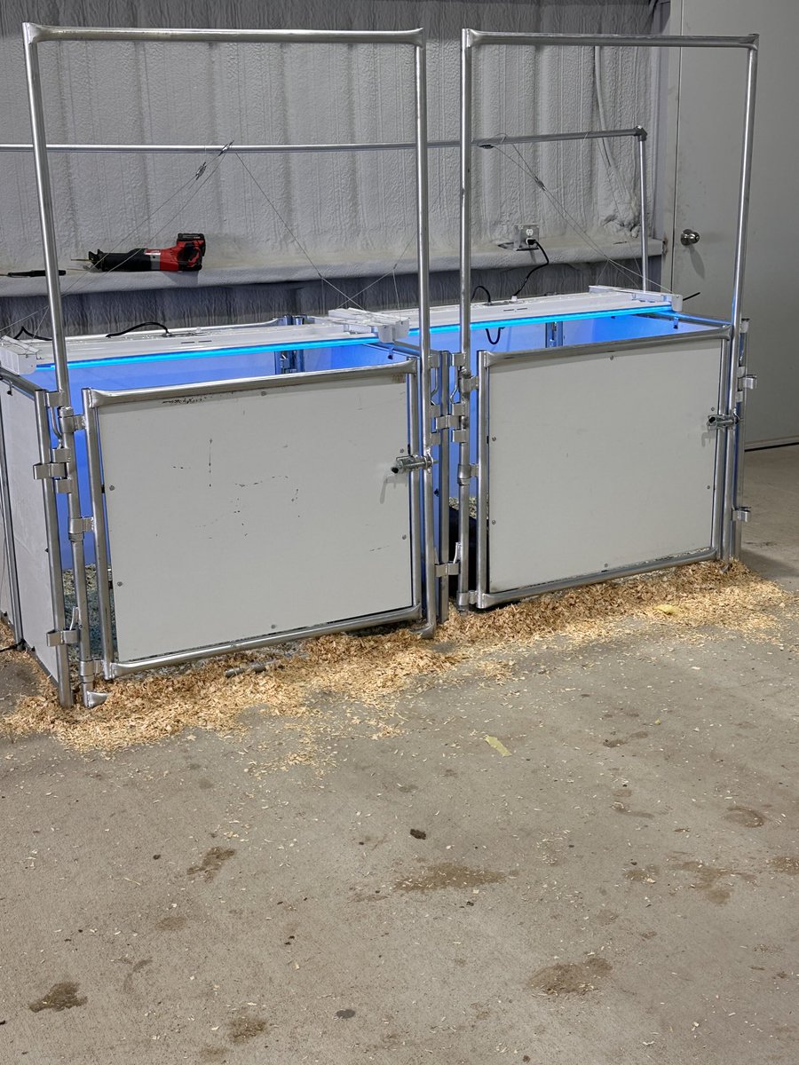 Tanning pigs on New Year’s Eve ⁦<a href="/burnsseedinc/">Joe Burns</a>