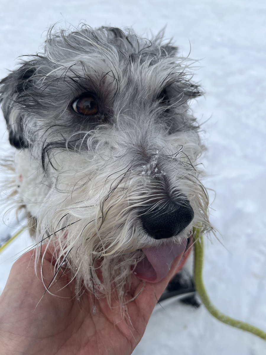 ShawnaCurry_'s tweet photo. I made a #pupsicle on our #ski at #lakelouise https://t.co/AFBw3lN0SF