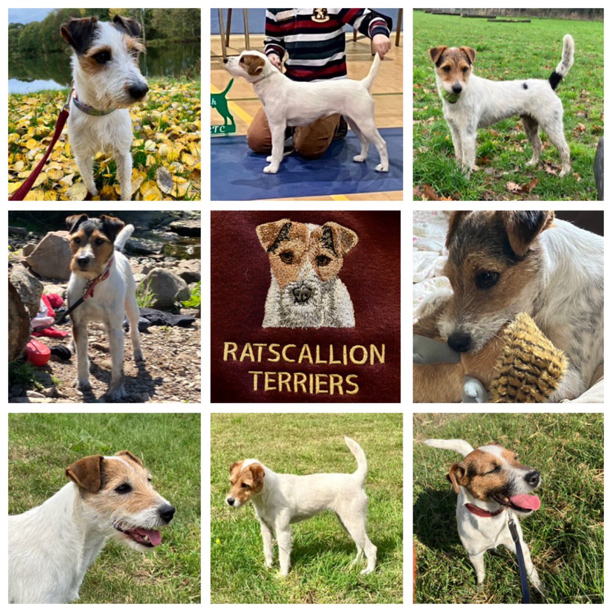 Wishing you all a #happynewyear and a healthy #2023. It’s been a blast! #happybirthday to Dexter who is one today 🎂See you next year! #dogs #dog #DogsOnTwitter #dogsoftwitter #PRTposse #parsonrussellterrier