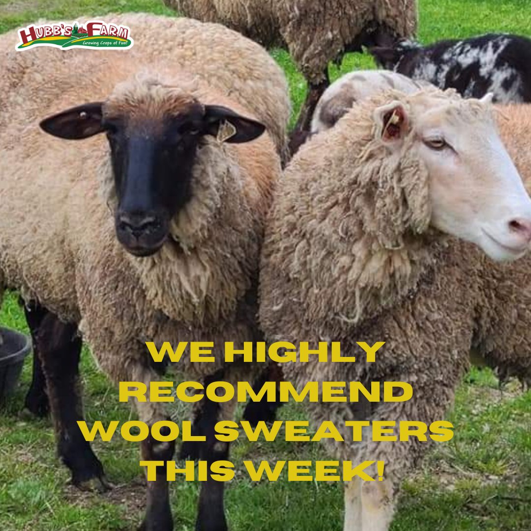 This is how we roll...
Wool sweaters &amp; socks this week, t-shirts and shorts this weekend. #ncweather 

#HubbsFarmNC #VisitNCFarms #VisitSampsonNC #winter2022 #sheep #woolsweater #woolsocks #wool #sheepadoodlesofinstagram #sheep