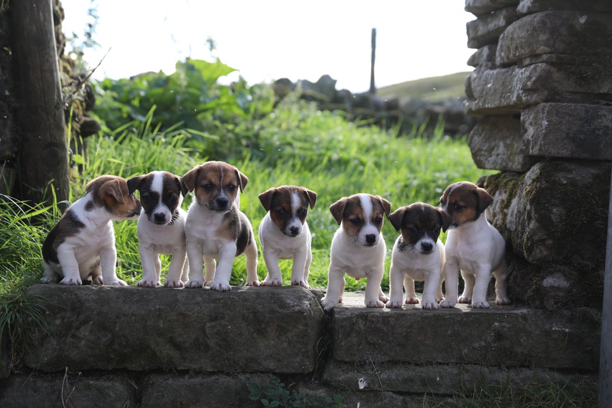 AmandaOwen8's tweet photo. They grow up fast ! 🐶 
#nipper #jackrussell https://t.co/fCyQD7VYta