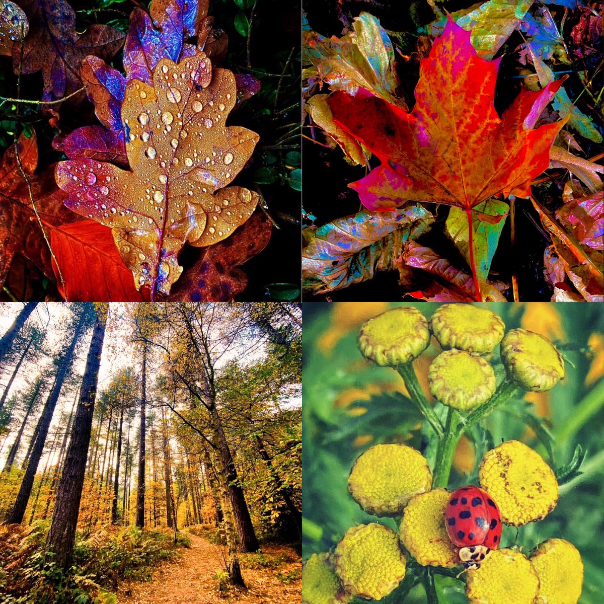 TheKateEscapes's tweet photo. A Year In Nature

Happy New Year!

#Year2022 #NaturePhotography #nature #Seasons #Spring #Summer #Autumn #Winter #AYear #HappyNewYear https://t.co/wQWWWoFrXY