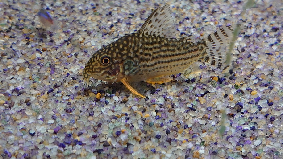 debushima1's tweet photo. 明けましておめでとうございます　本年も皆さまと魚たちが健康でありますように　本年も宜しくお願い致します🎍 https://t.co/FScJU3RVCa