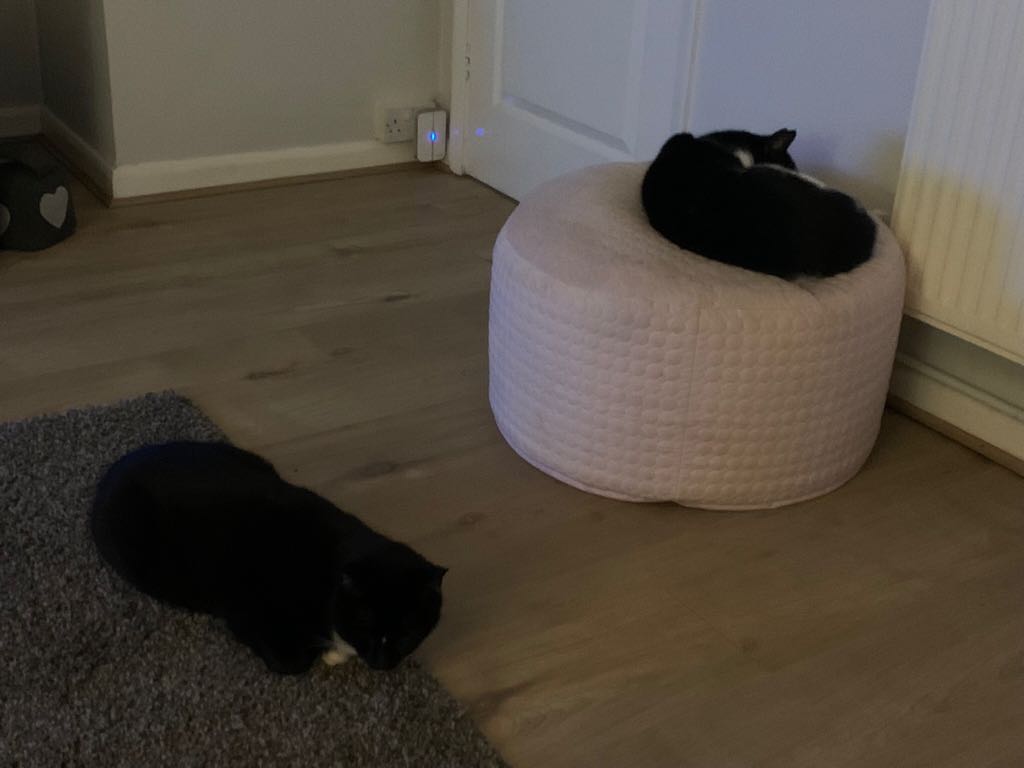 1712Smurf's tweet photo. Back after 3 days way up north. Boys not going far 🐾❤️🐾❤️ https://t.co/JvHhXC6JRZ