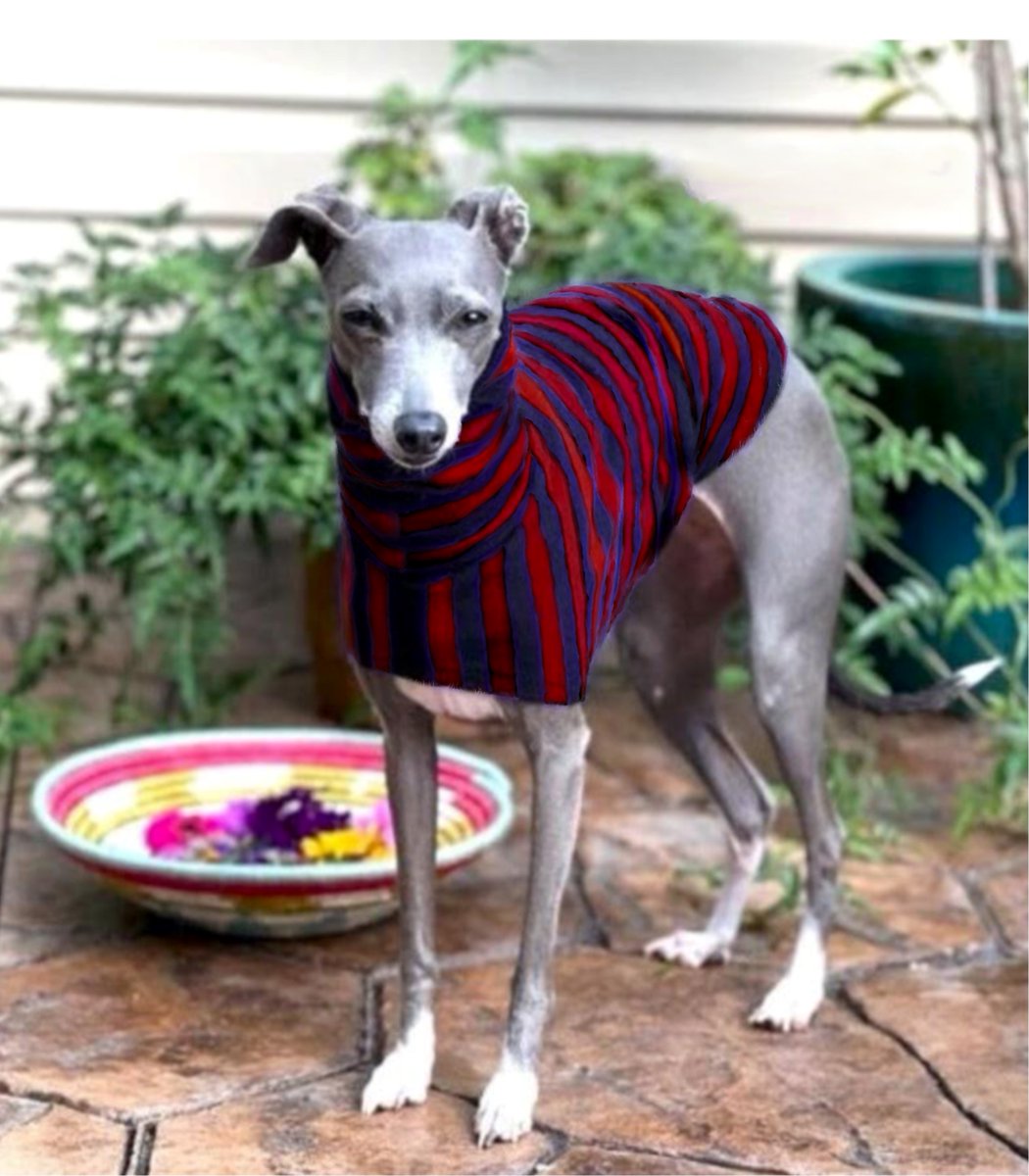 Dianne 🪖 on Twitter "RT JudeAtwood Benoit Blanc as an Italian Greyhound"