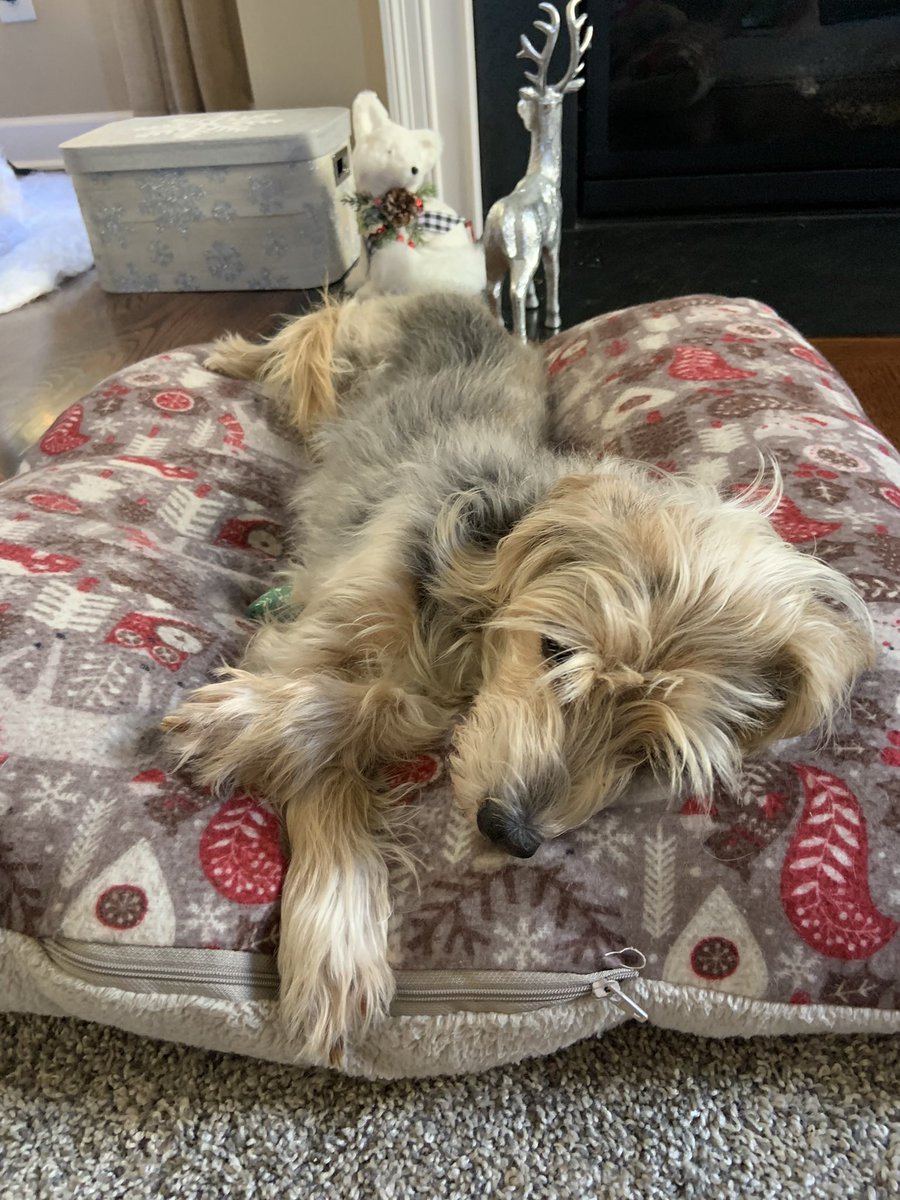 marla_caye's tweet photo. the coziest bed for winter naps https://t.co/IFlhOd6hsw