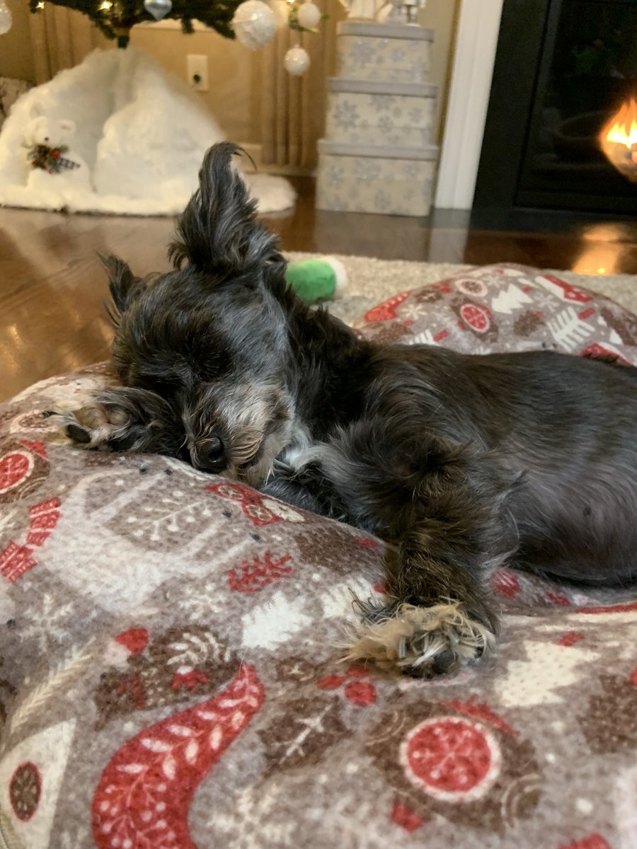 marla_caye's tweet photo. the coziest bed for winter naps https://t.co/IFlhOd6hsw